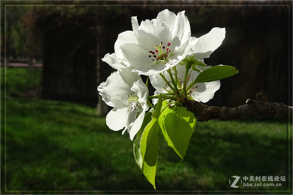【  洁白的山梨花  】——HX400拍摄