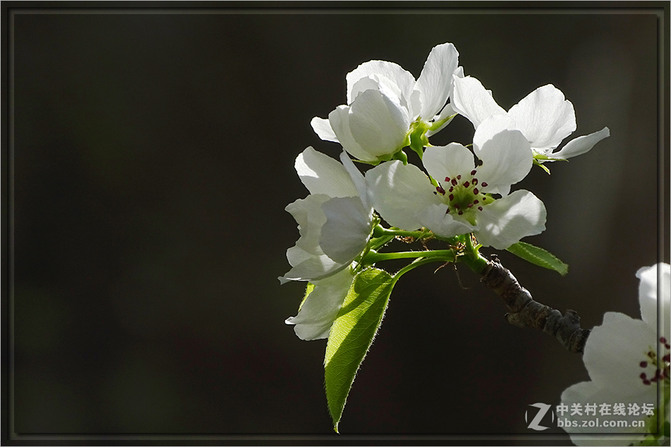 【  洁白的山梨花  】——HX400拍摄