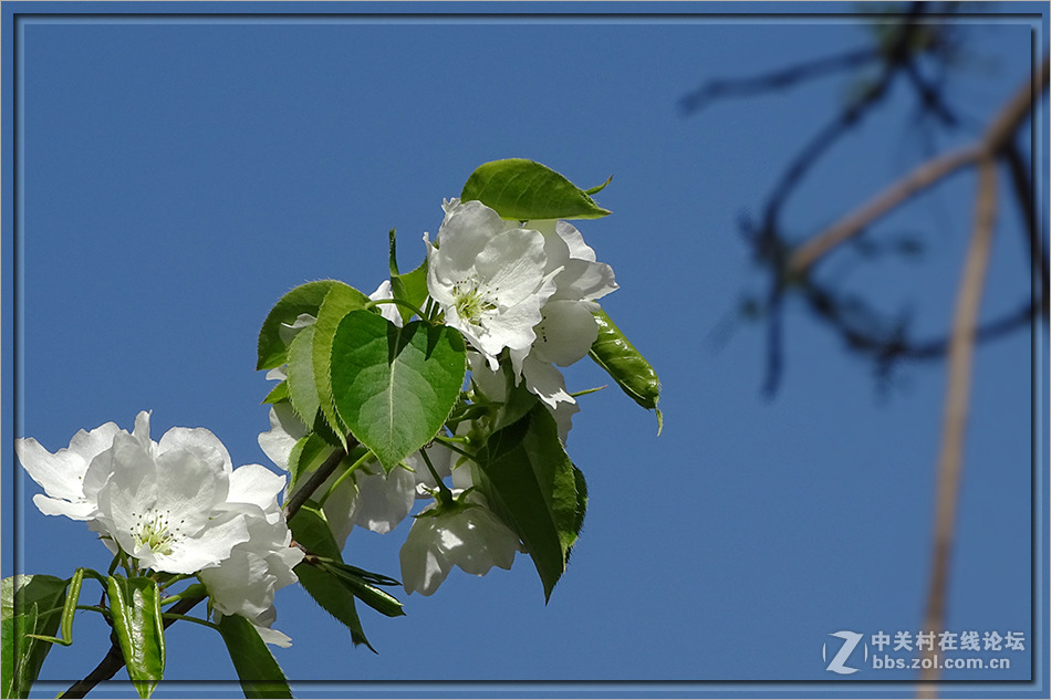 【  洁白的山梨花  】——HX400拍摄