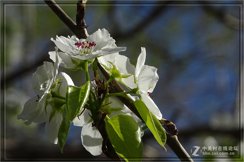 【  洁白的山梨花  】——HX400拍摄