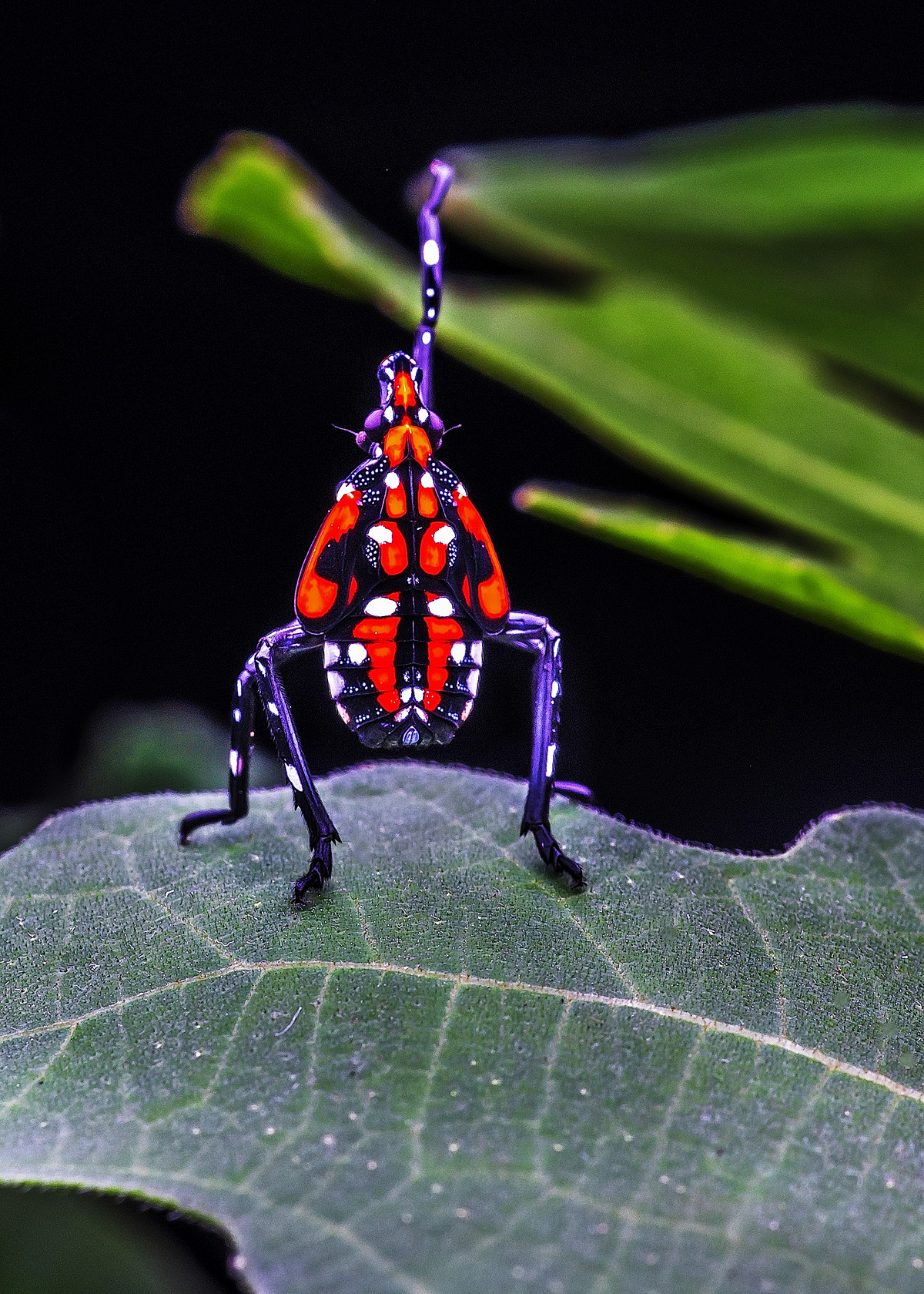 一组色彩鲜艳的高龄斑衣蜡蝉若虫