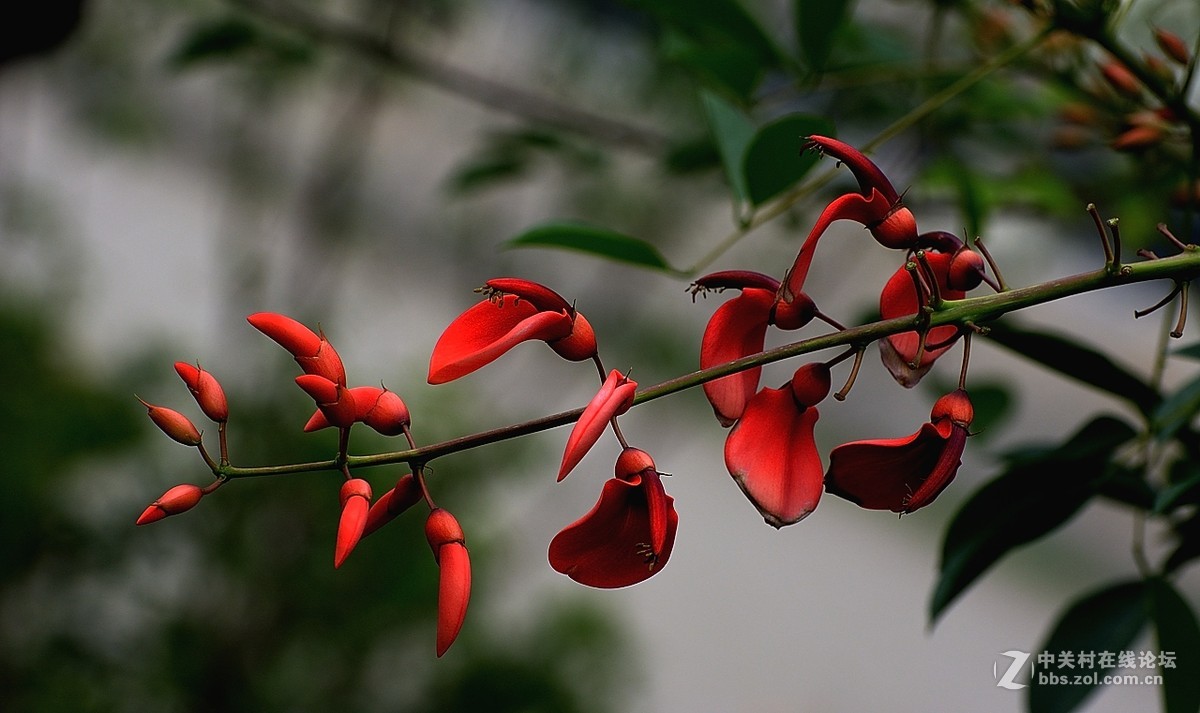 龍牙紅花雞冠刺桐花