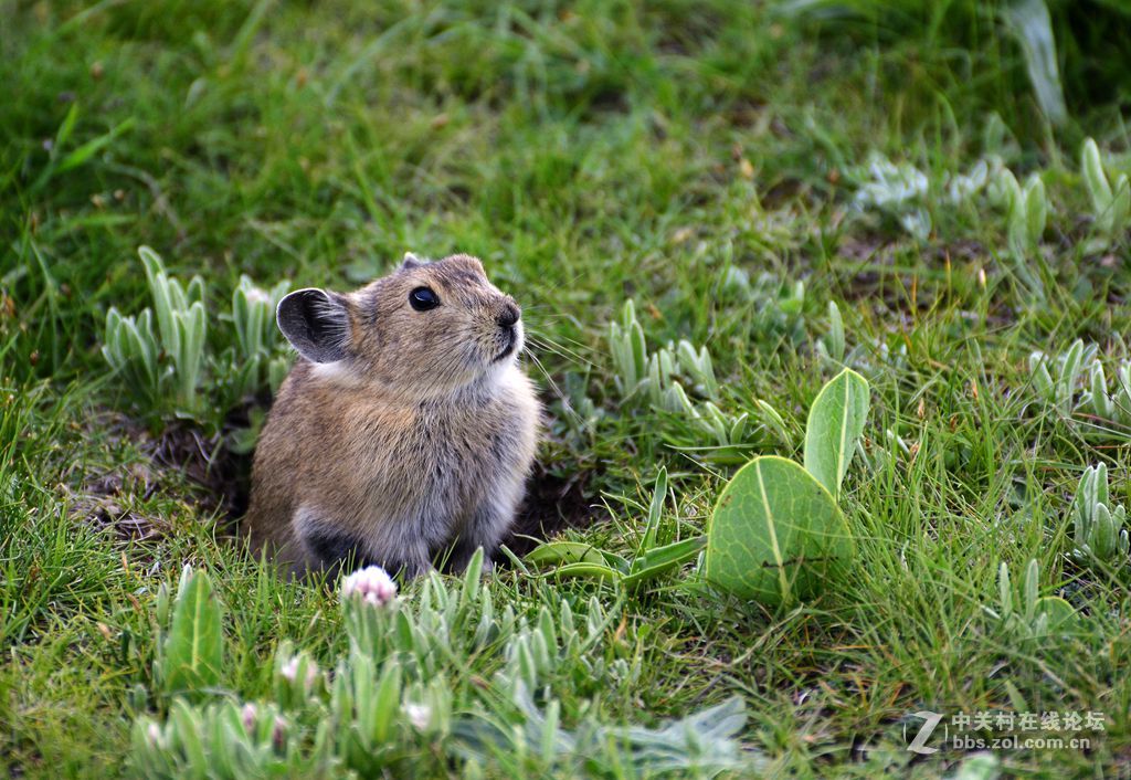 若尔盖草原上憨态可掬的犬鼠