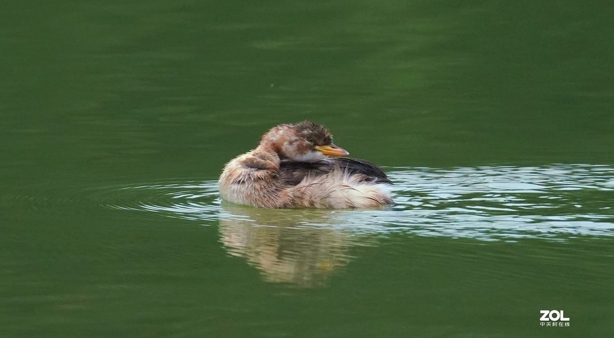 累死宝宝了  休息休息  索尼260镜头试机一组