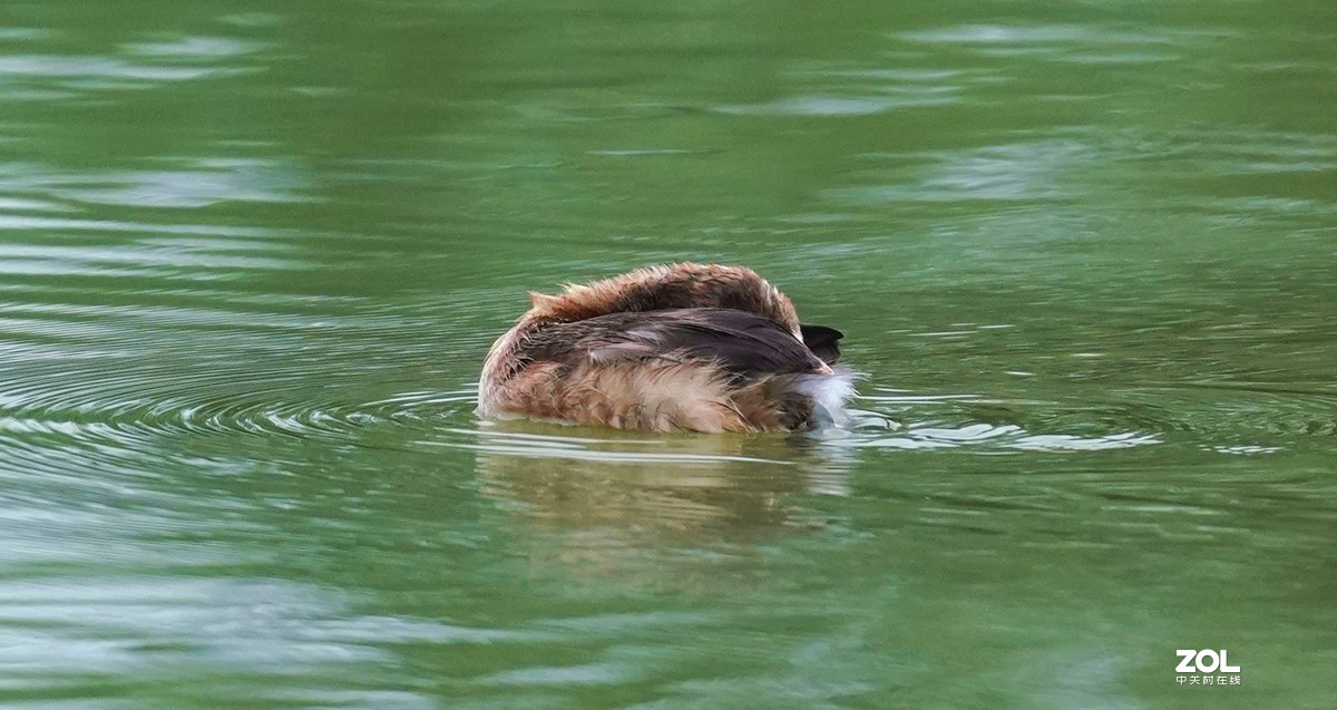 累死宝宝了  休息休息  索尼260镜头试机一组
