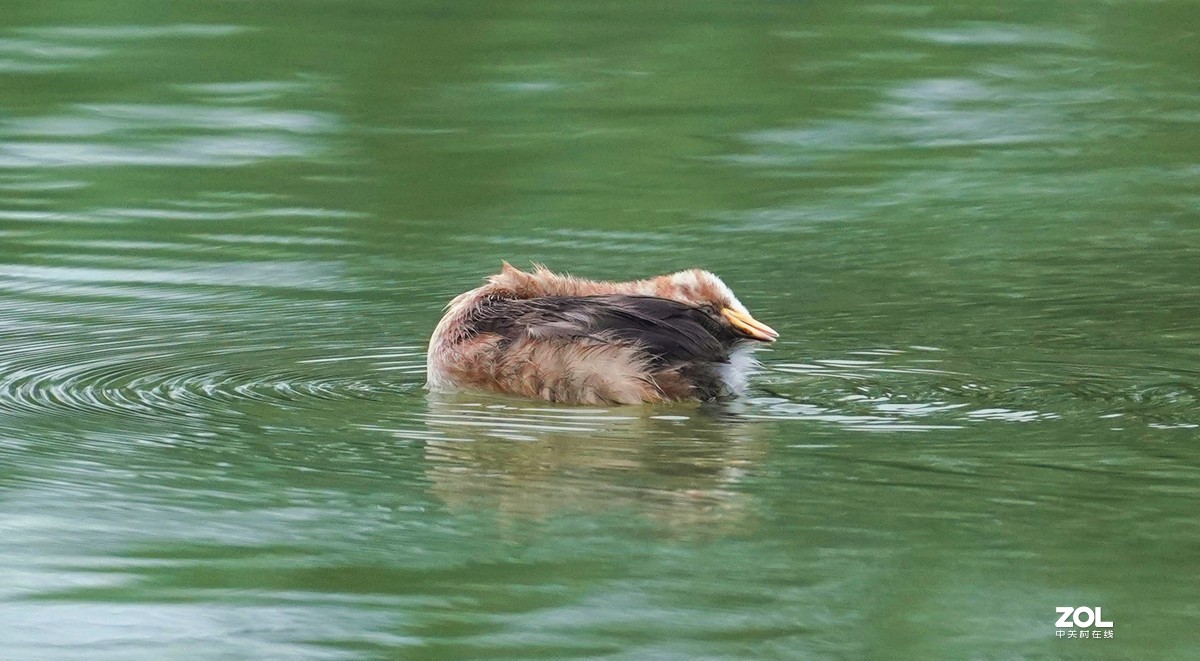 累死宝宝了  休息休息  索尼260镜头试机一组