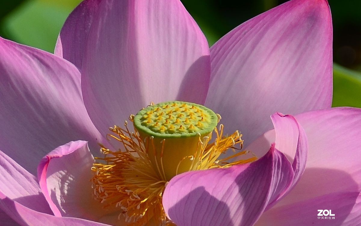 单反镜头画质对比：尼康18-300F3.5-5.6 Vs 适马150-600Sports