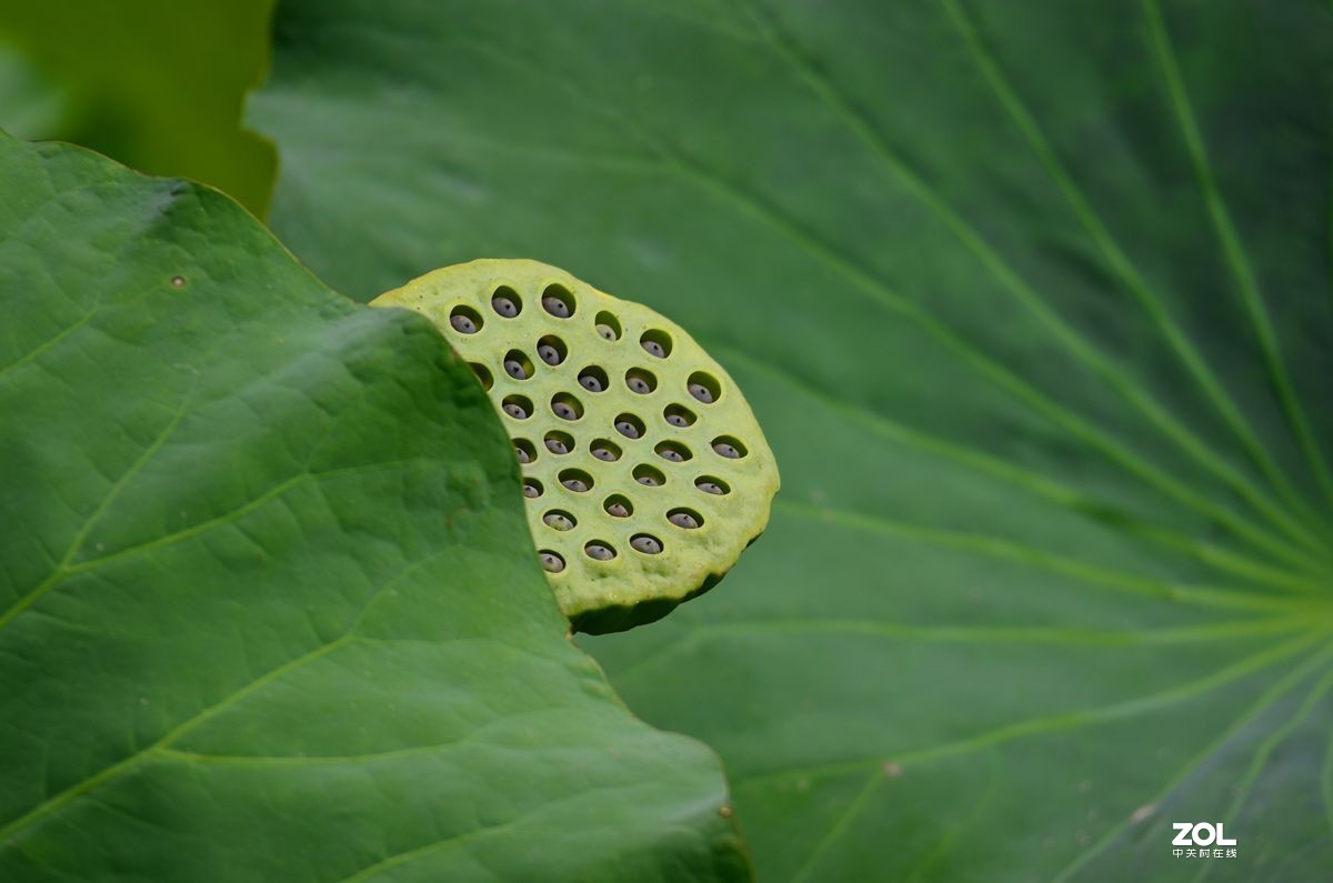 单反镜头画质对比：尼康18-300F3.5-5.6 Vs 适马150-600Sports