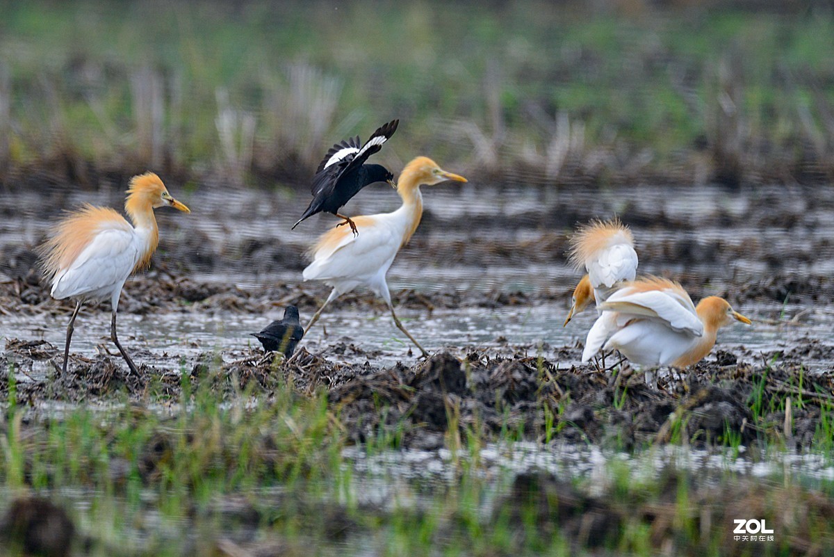 学习抓拍鹭鸶（完）
