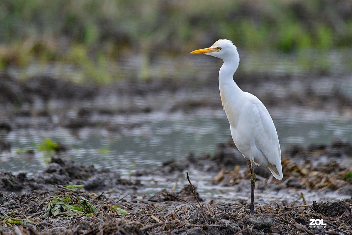 学习抓拍鹭鸶（完）