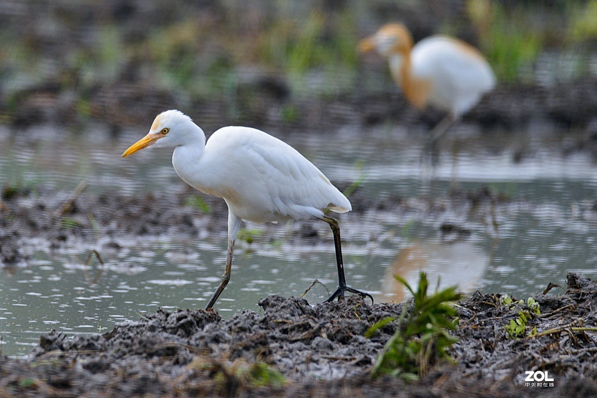学习抓拍鹭鸶（完）