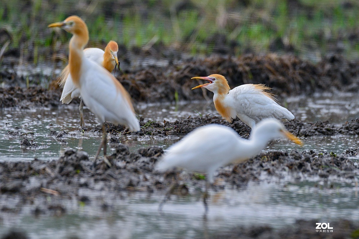 学习抓拍鹭鸶（完）