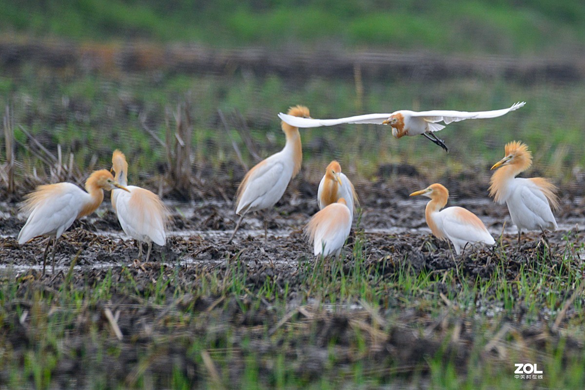 学习抓拍鹭鸶（完）