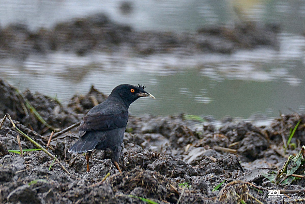 学习抓拍鹭鸶（完）