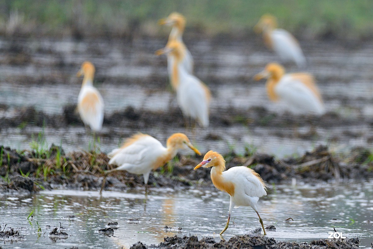 学习抓拍鹭鸶（完）