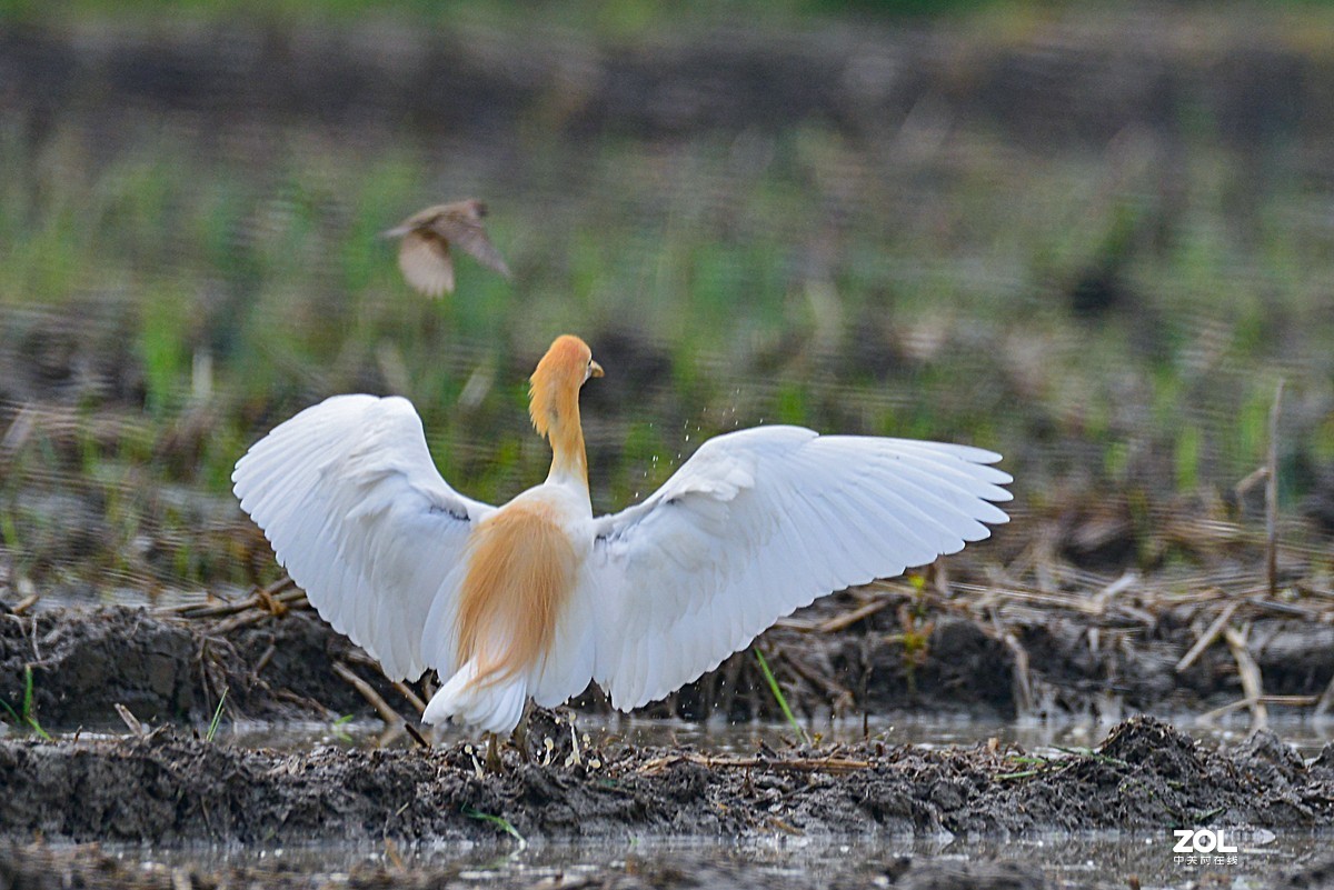 学习抓拍鹭鸶（完）