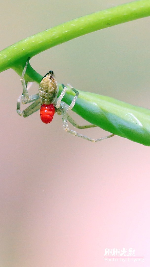 这个蜘蛛怪怪的