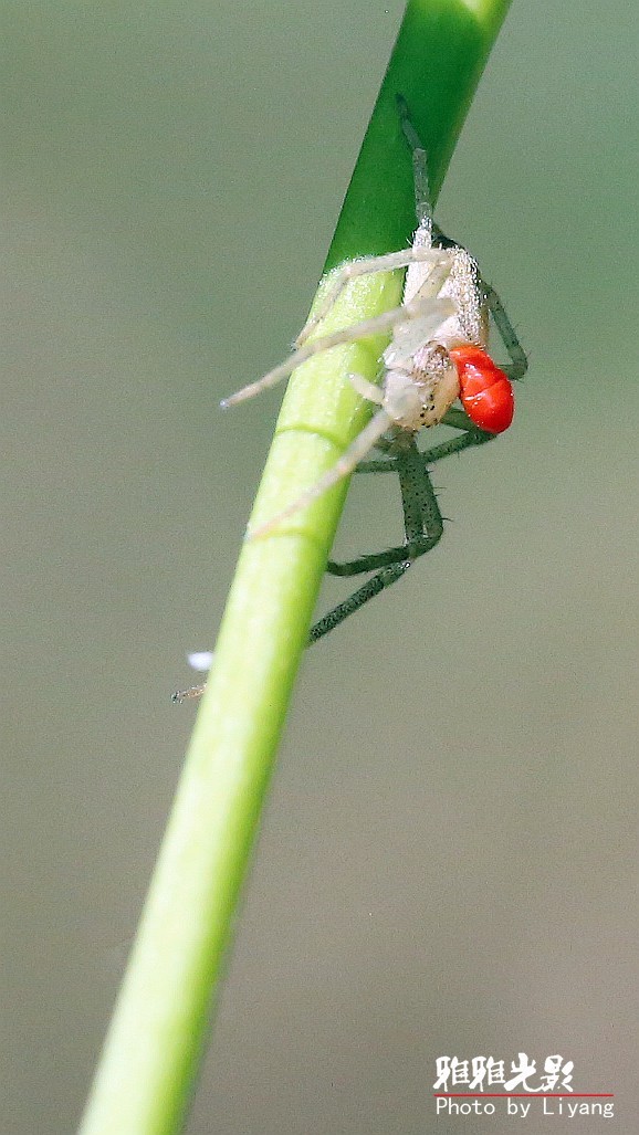 这个蜘蛛怪怪的