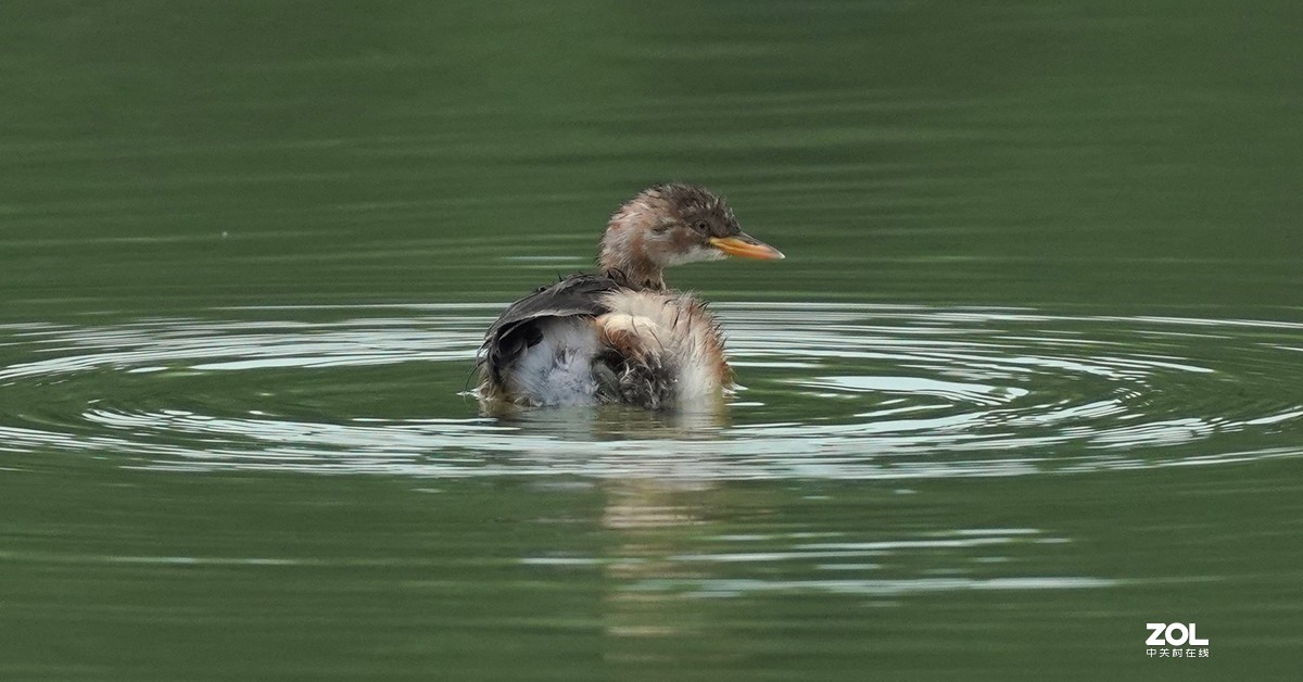 累死宝宝了  休息休息  索尼260镜头试机一组