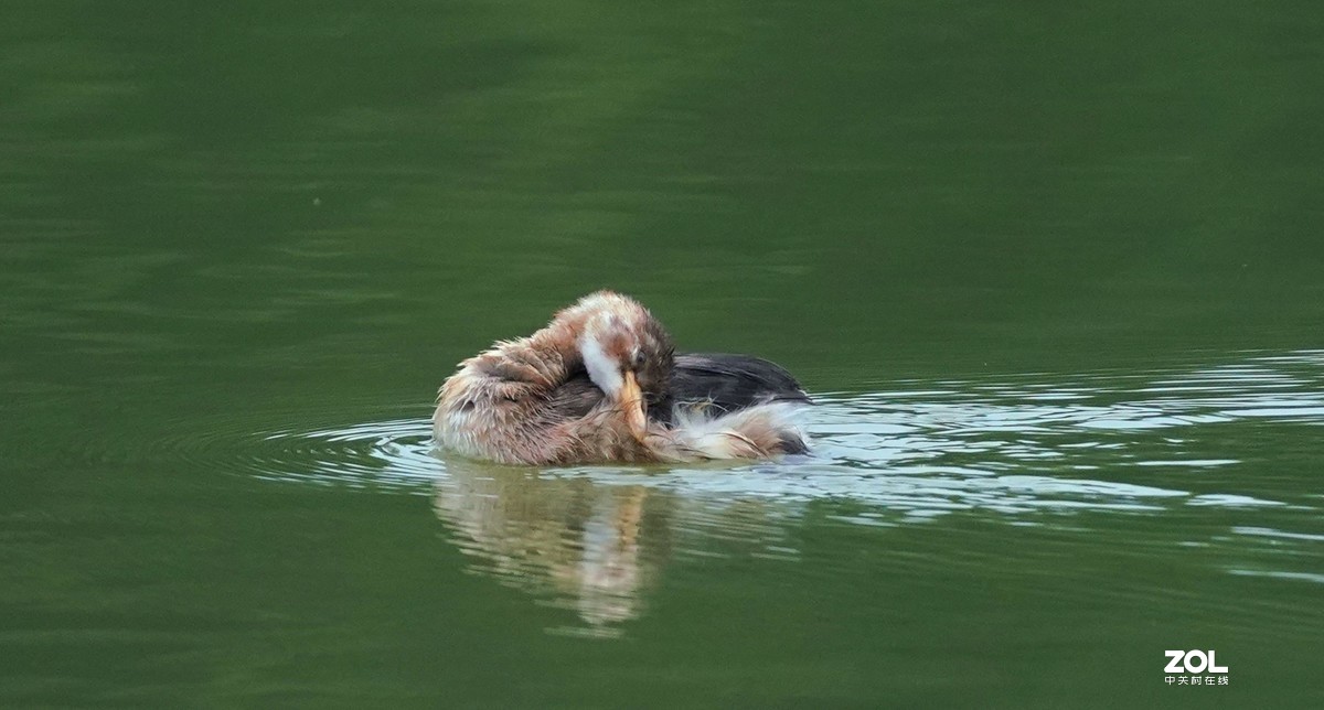 累死宝宝了  休息休息  索尼260镜头试机一组
