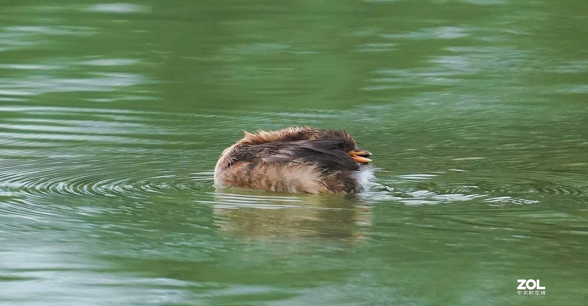 累死宝宝了  休息休息  索尼260镜头试机一组