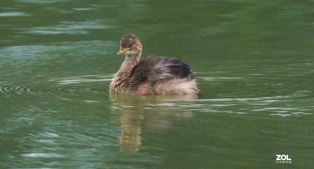 累死宝宝了  休息休息  索尼260镜头试机一组