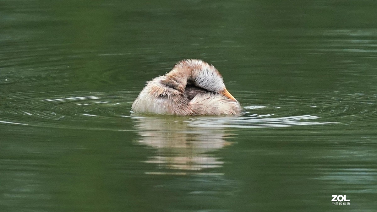 累死宝宝了  休息休息  索尼260镜头试机一组