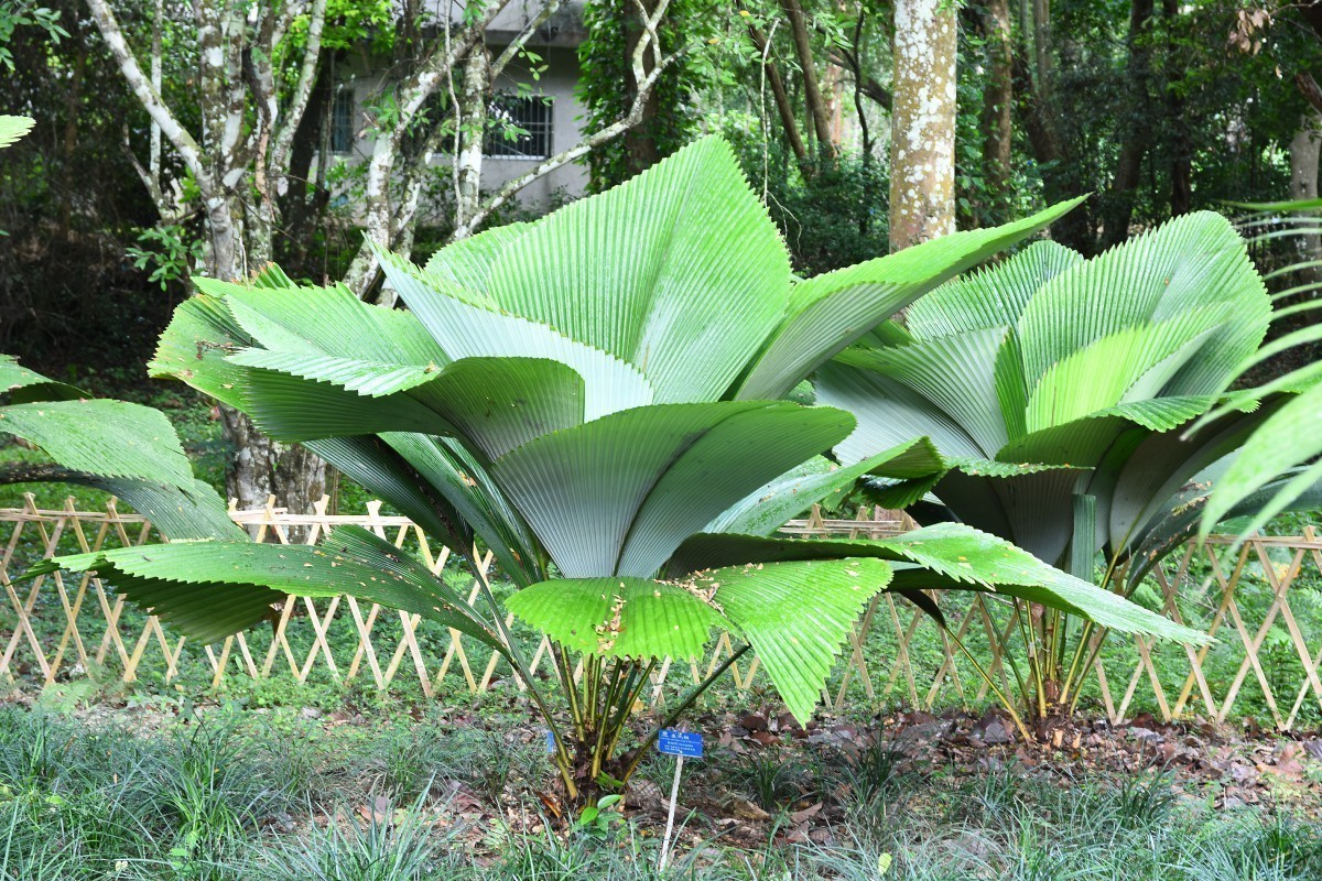 中科院西雙版納植物園