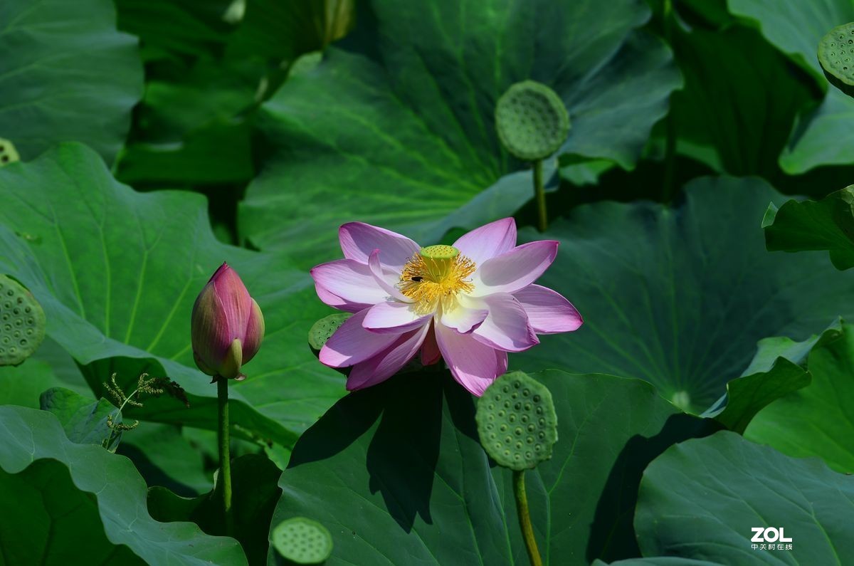 单反镜头画质对比：尼康18-300F3.5-5.6 Vs 适马150-600Sports