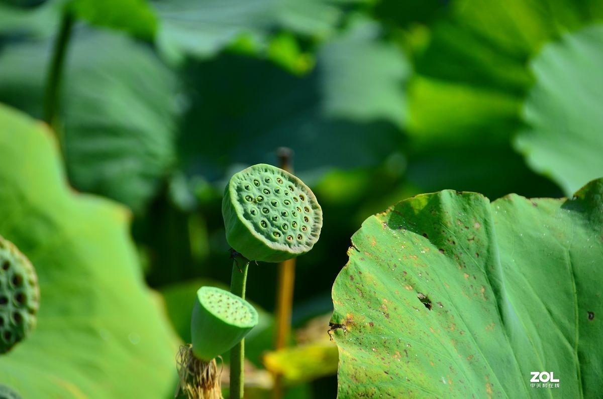 单反镜头画质对比：尼康18-300F3.5-5.6 Vs 适马150-600Sports