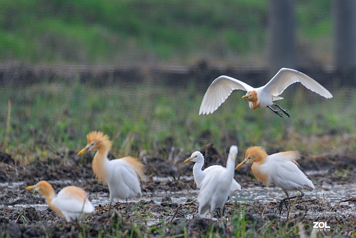 学习抓拍鹭鸶（完）