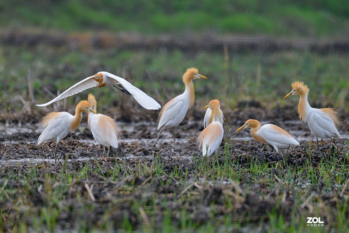 学习抓拍鹭鸶（完）