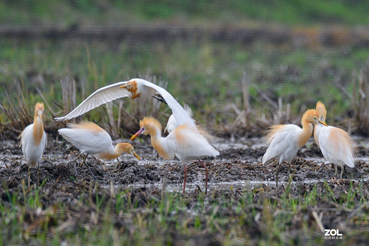 学习抓拍鹭鸶（完）