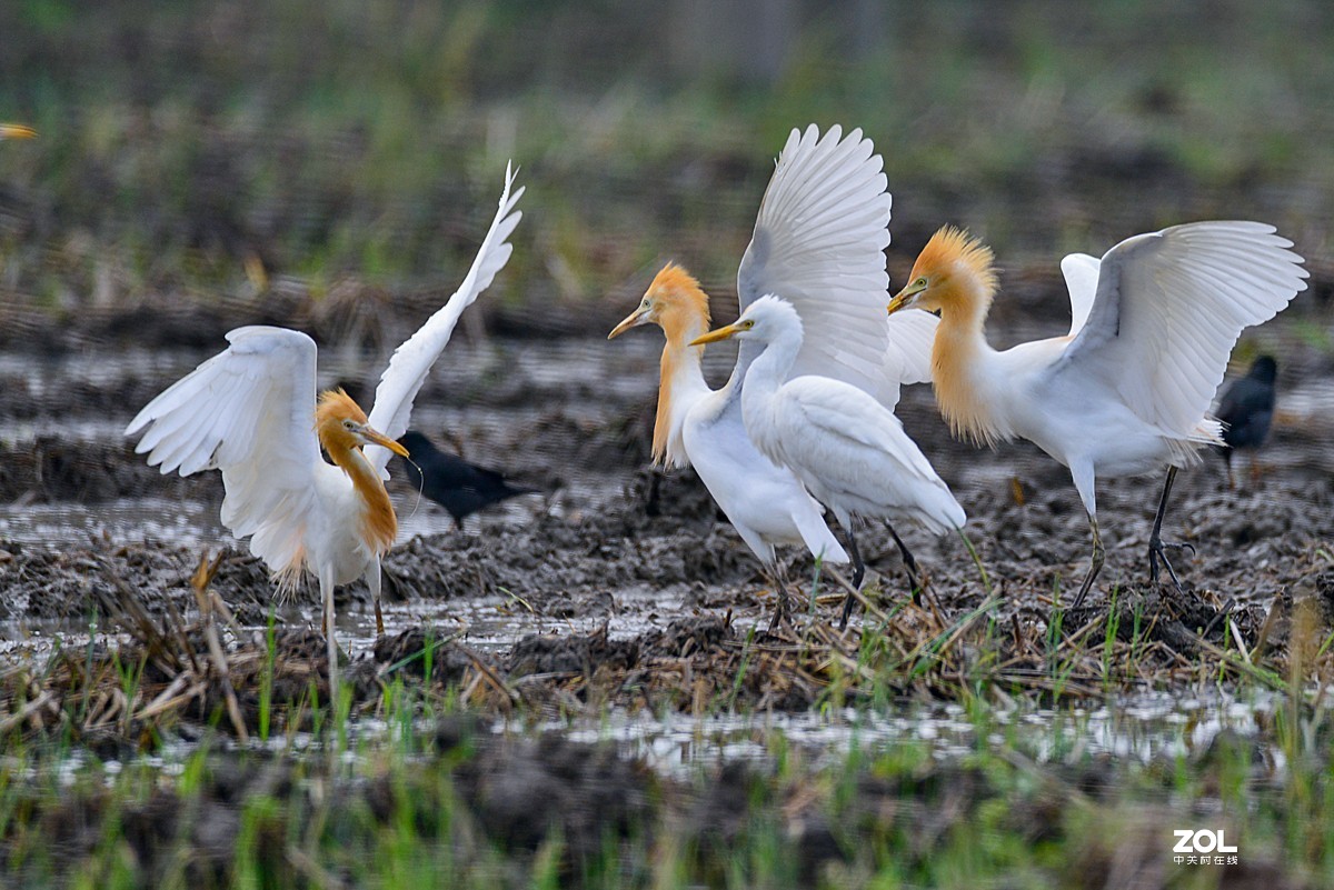 学习抓拍鹭鸶（完）