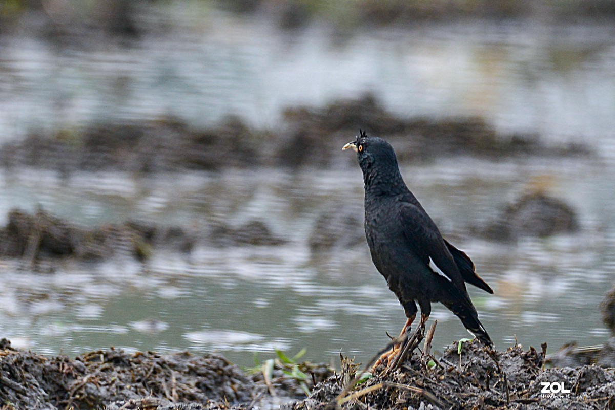 学习抓拍鹭鸶（完）