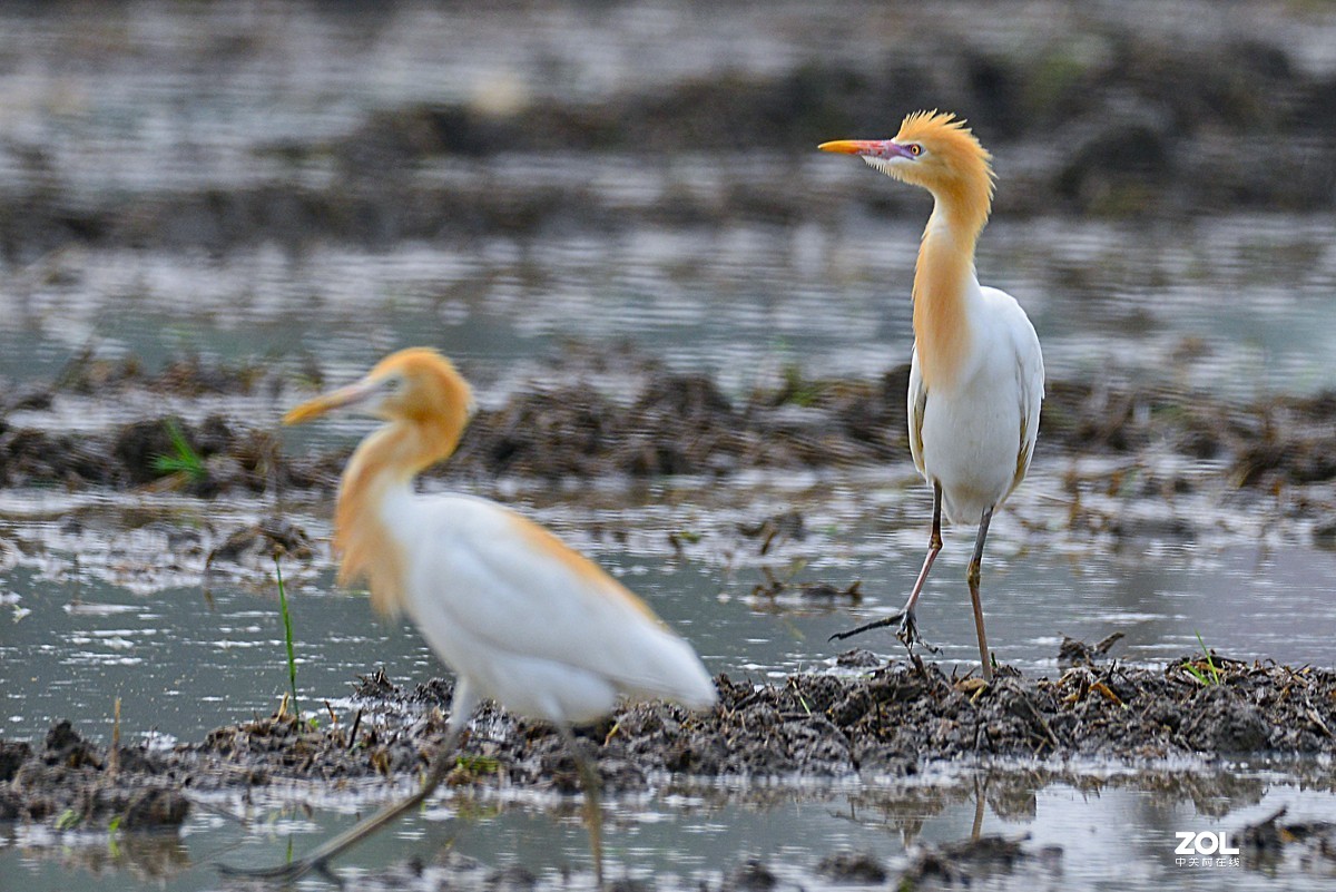 学习抓拍鹭鸶（完）