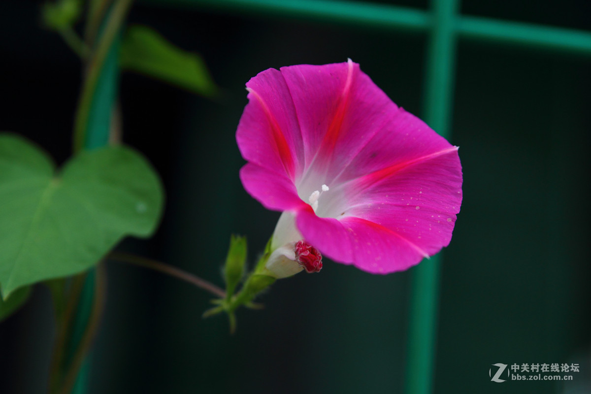 试镜一组花卉阴天随拍