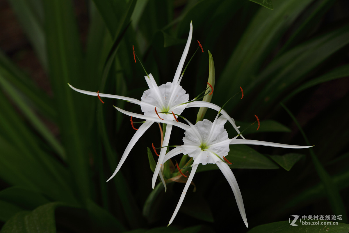 试镜一组花卉阴天随拍