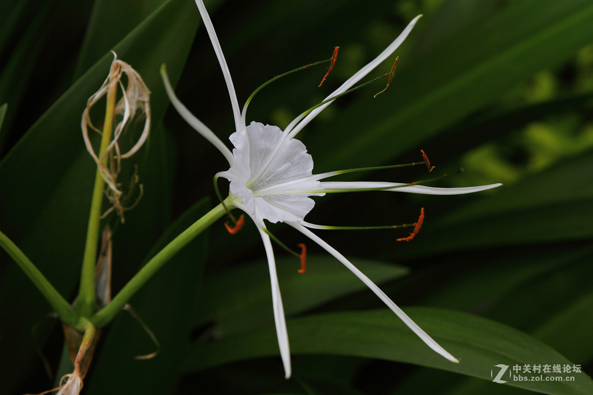 试镜一组花卉阴天随拍