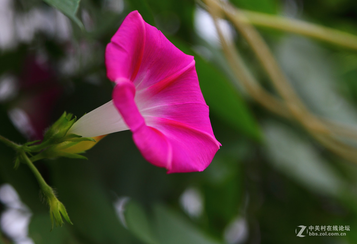 试镜一组花卉阴天随拍
