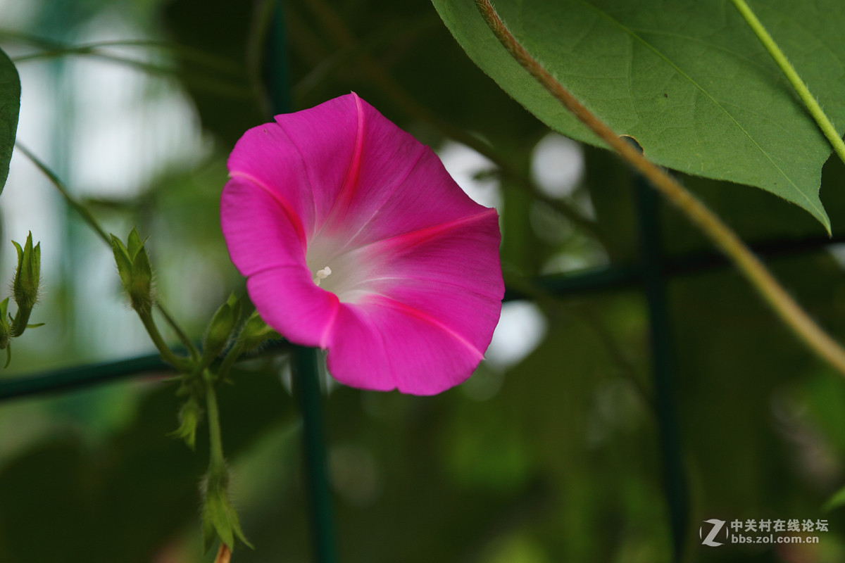试镜一组花卉阴天随拍