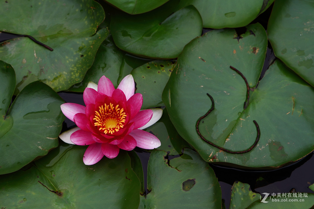 试镜一组花卉阴天随拍