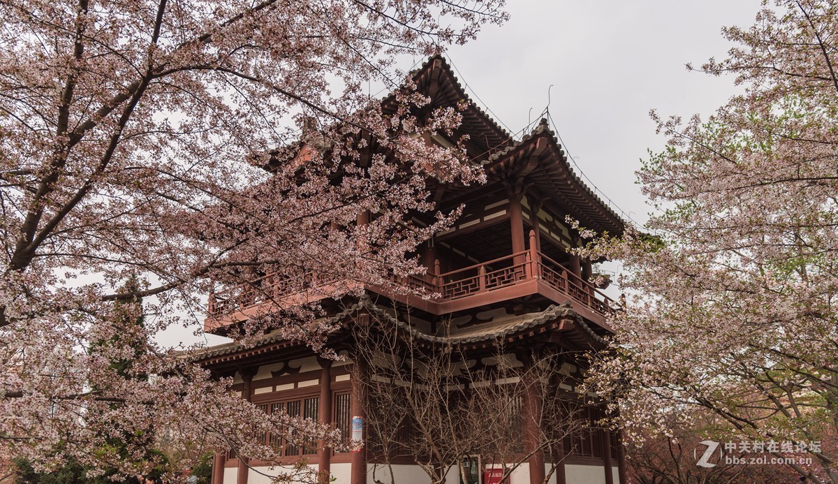 青龙寺观樱