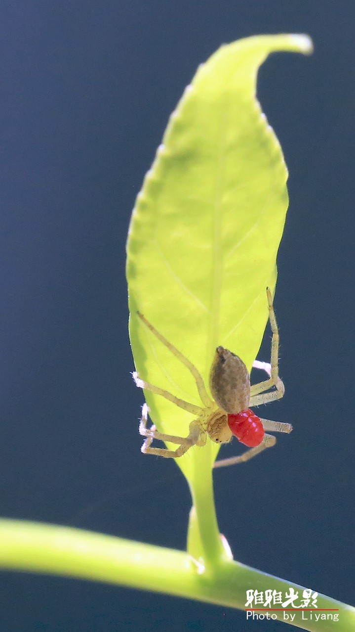 这个蜘蛛怪怪的