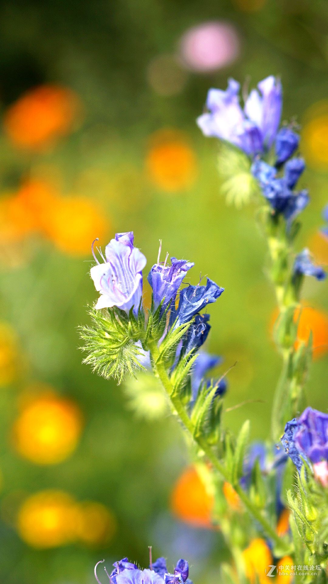 暗香...............