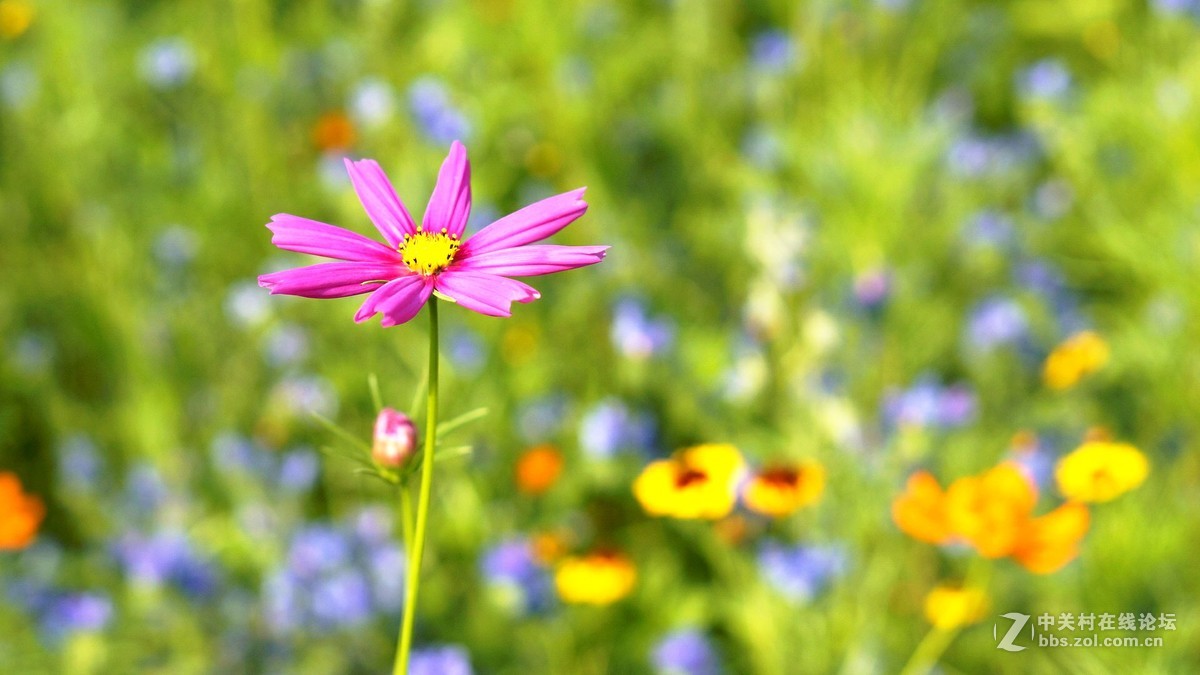 暗香...............