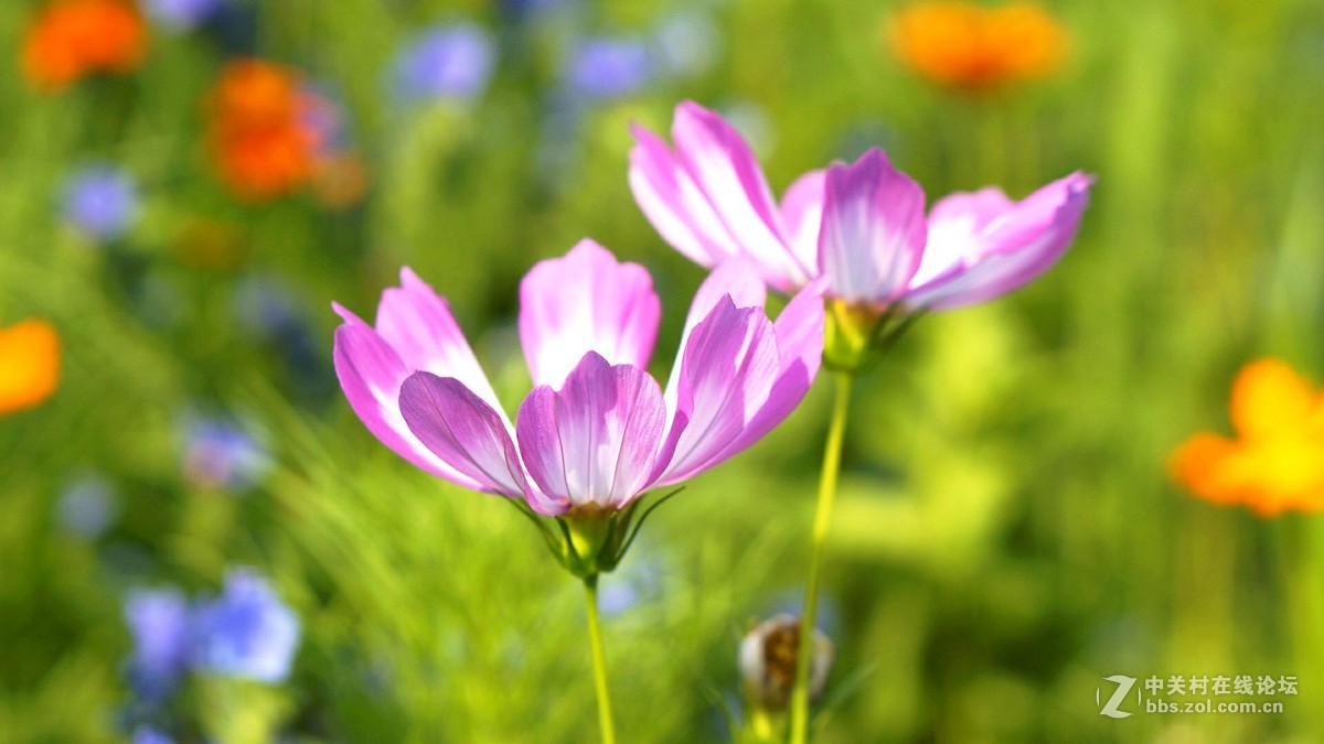 暗香...............