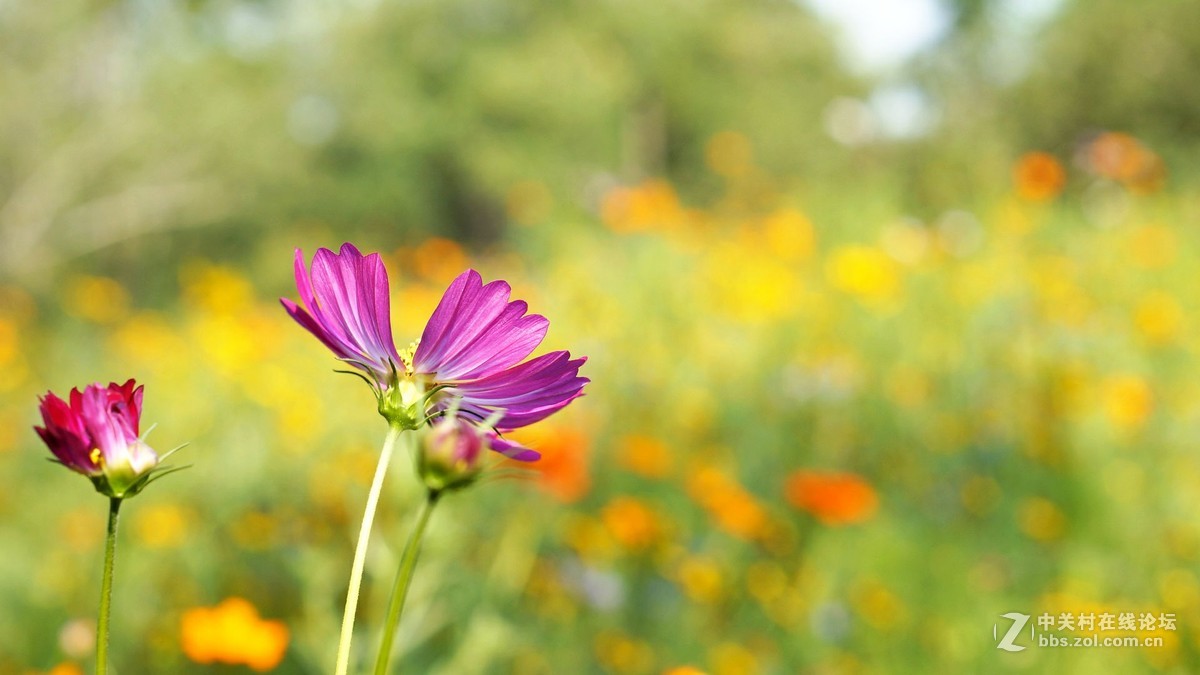 暗香...............