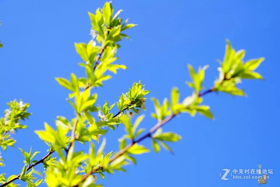 继续发片DAL553还是很福利的