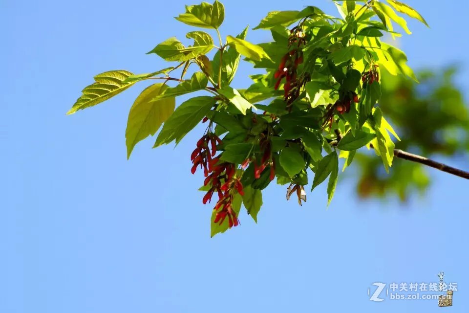 继续发片DAL553还是很福利的